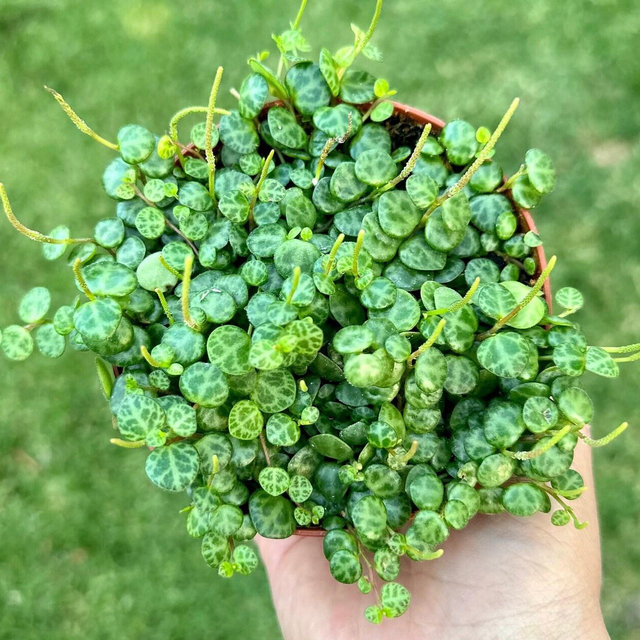 String of Turtles, Trailing Succulent, Hanging Plant, Home Decor Plant in 2", 3", 4", 6'' Pot