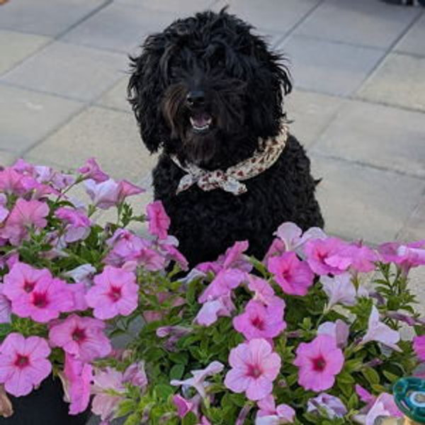 Cheri's Grooming Fund
