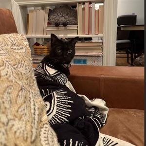 Poppy's Prozac Fund