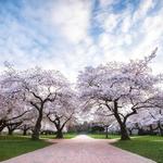 University of Washington