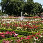 Portland Rose Garden