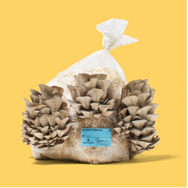 Blue Oyster Grow Kit