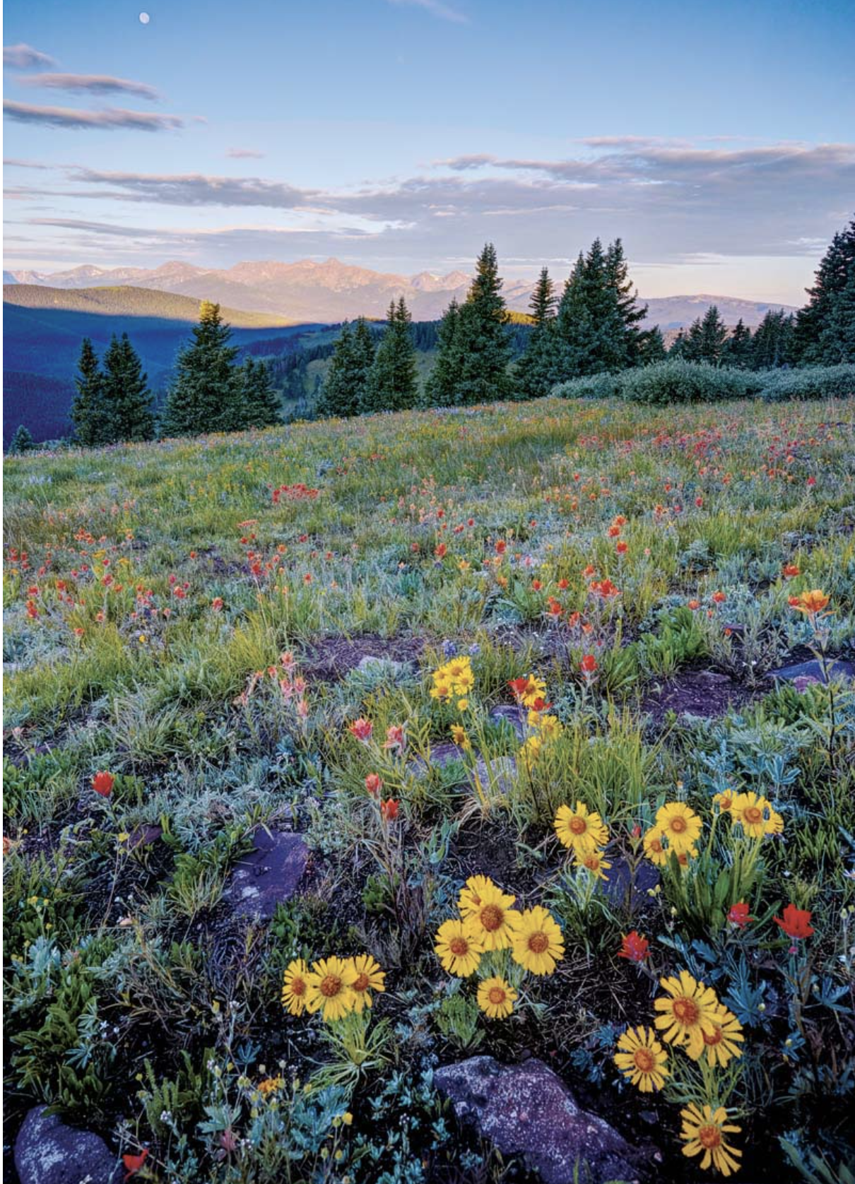 The Wedding Website of Adriana Medina and Jeryd Caler