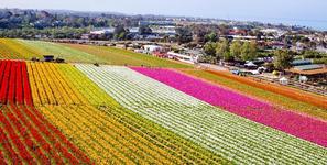 The Flower Fields