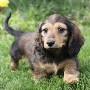 Our Puppy
