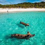 Swim with Pigs