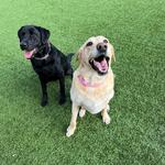 Fetch Park Buckhead