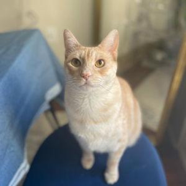 Pet Sitting for Bigote on our Honeymoon