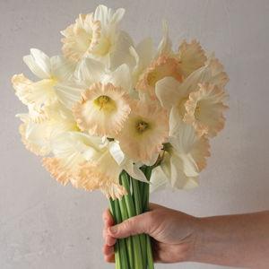 British Gamble - Narcissus Bulb
