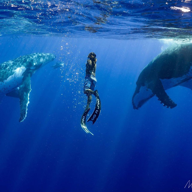 Honeymoon Moorea Swimming with Humpback Whales