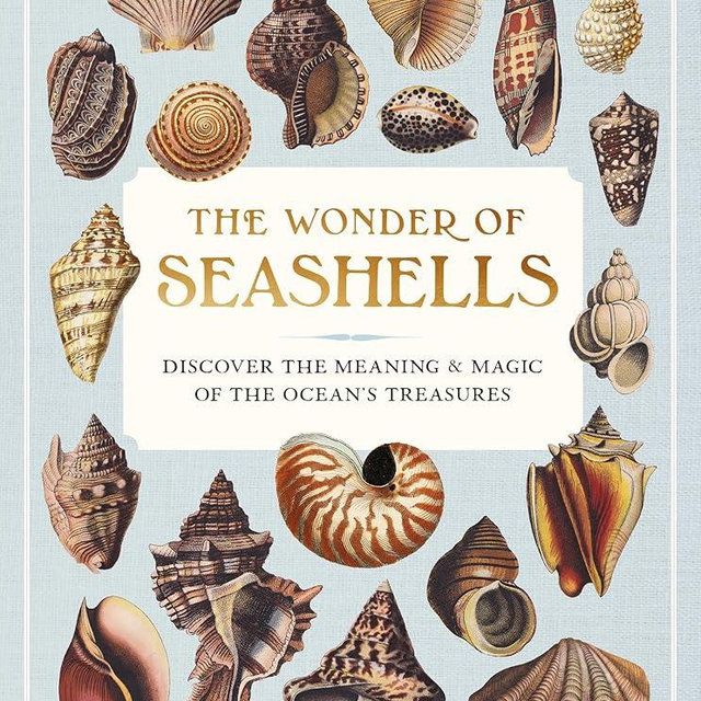 The Wonder of Seashells: Discover the Meaning & Magic of the Ocean’s Treasures