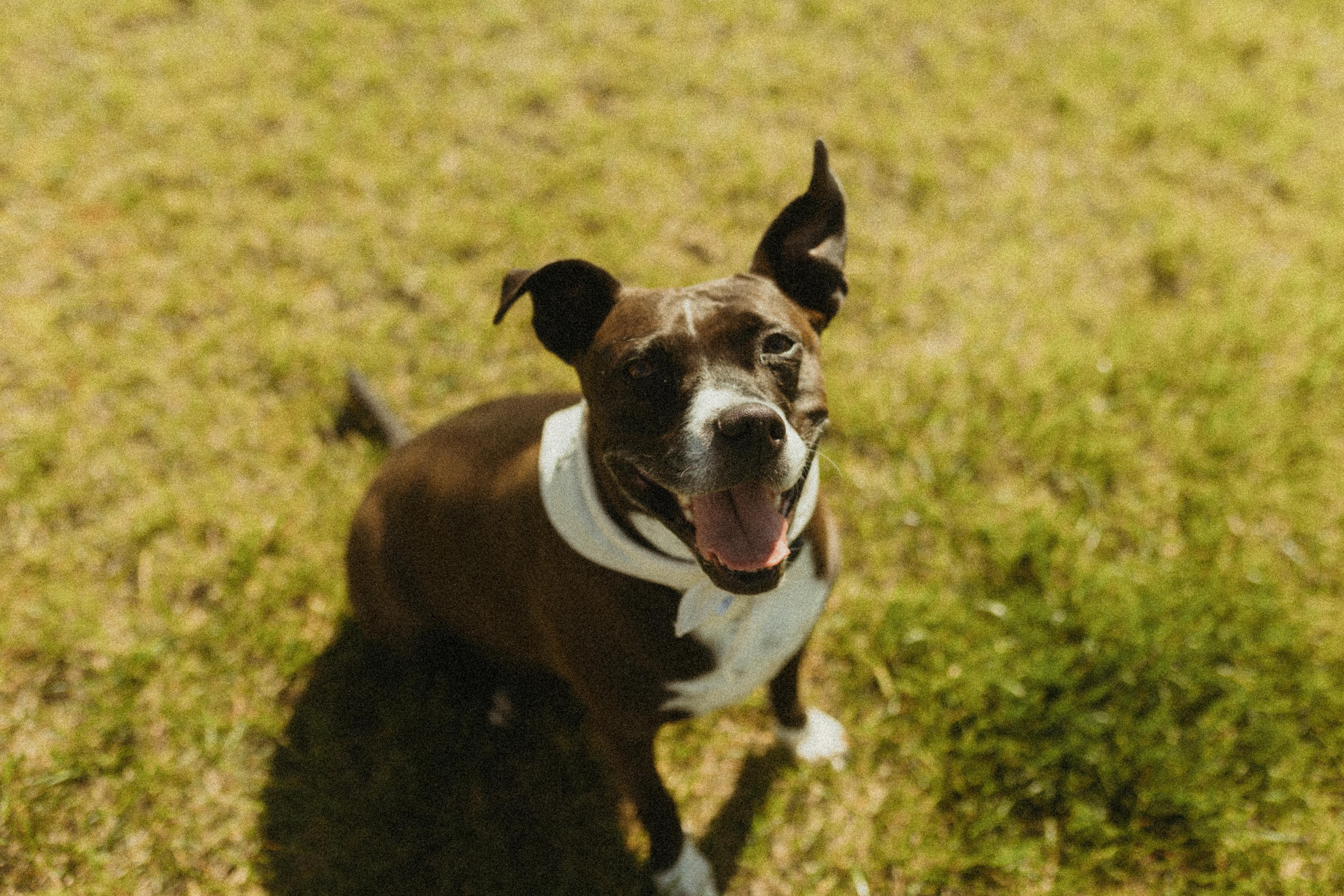 The Wedding Website of Lauren Scharfstein and Mike Desrochers