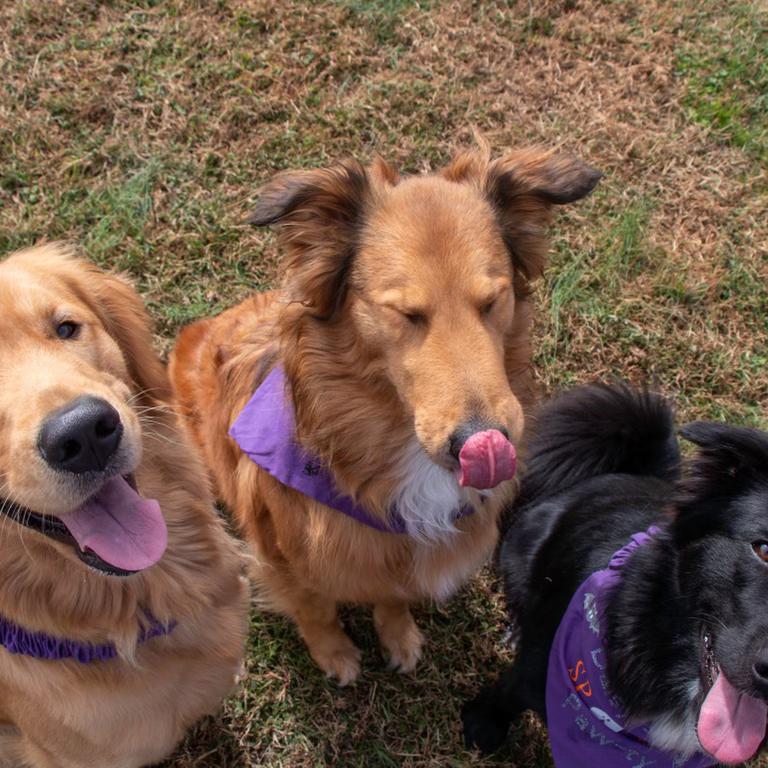 Sully,Bella,Daisy