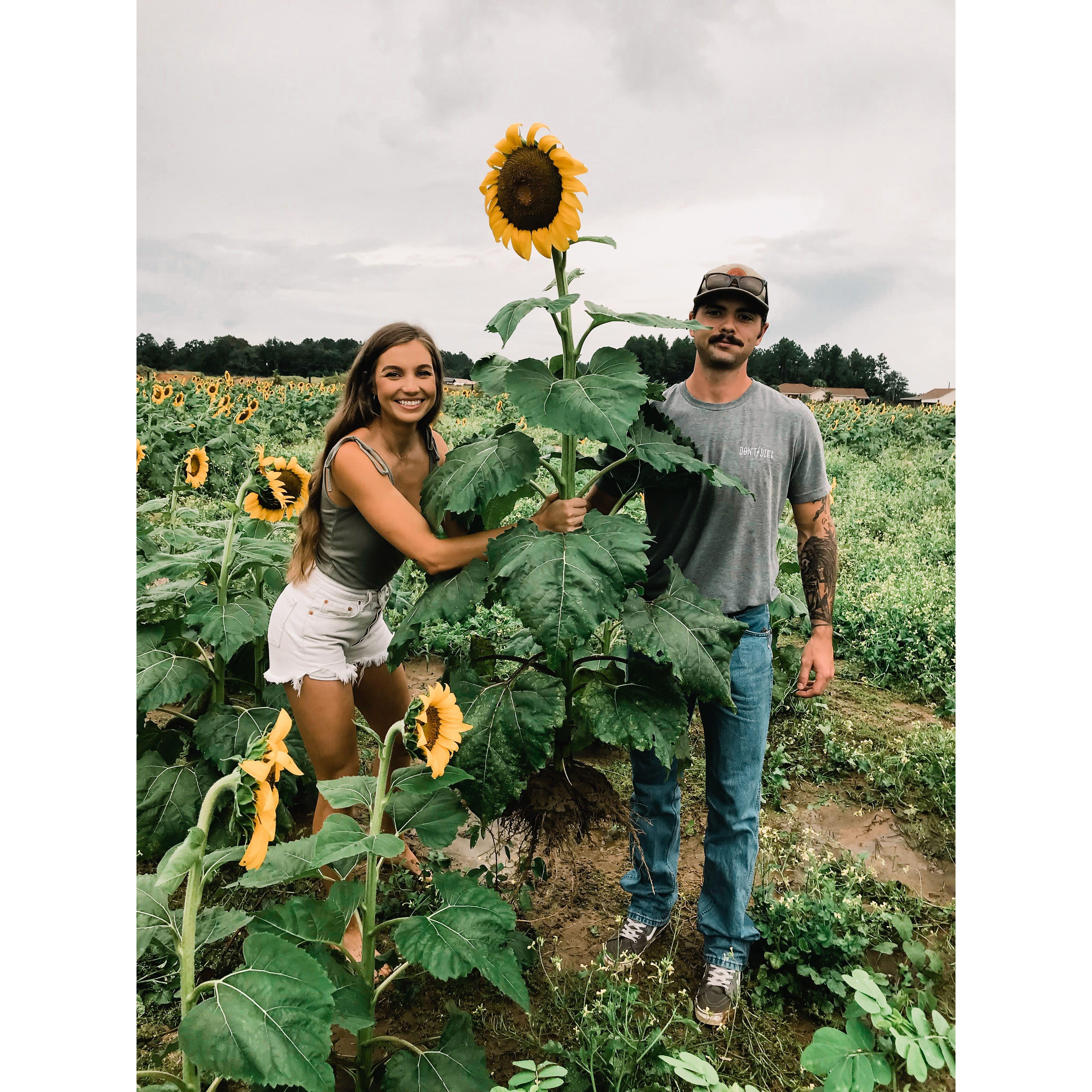 Sunflower farms and picking pumpkins