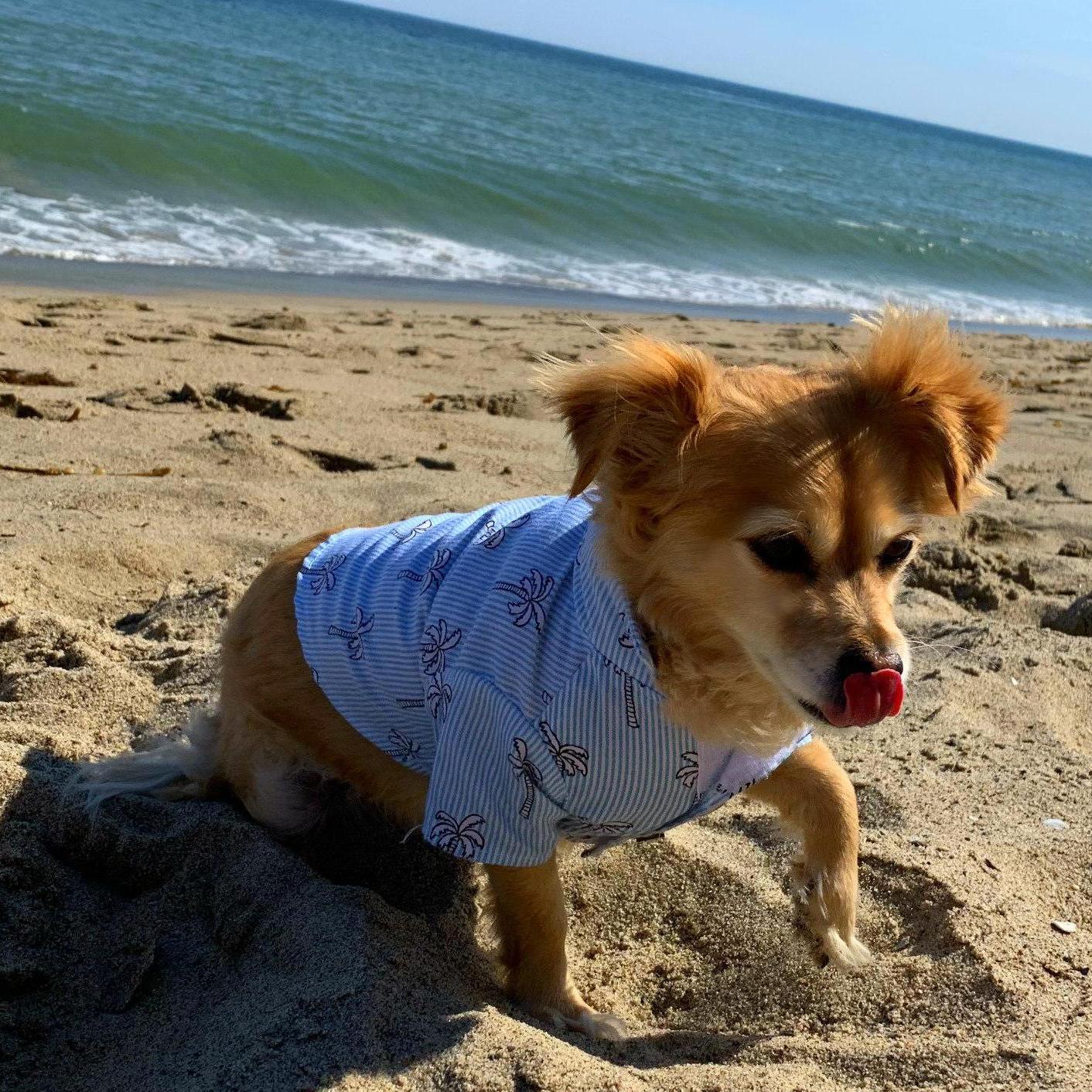 Our Fur Baby Louie