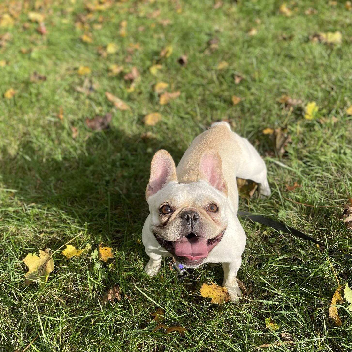 Toy Fund for our Super Chewer