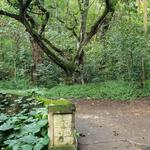 Old Pali Road Hike