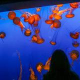 Monterey Bay Aquarium