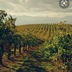 Napa