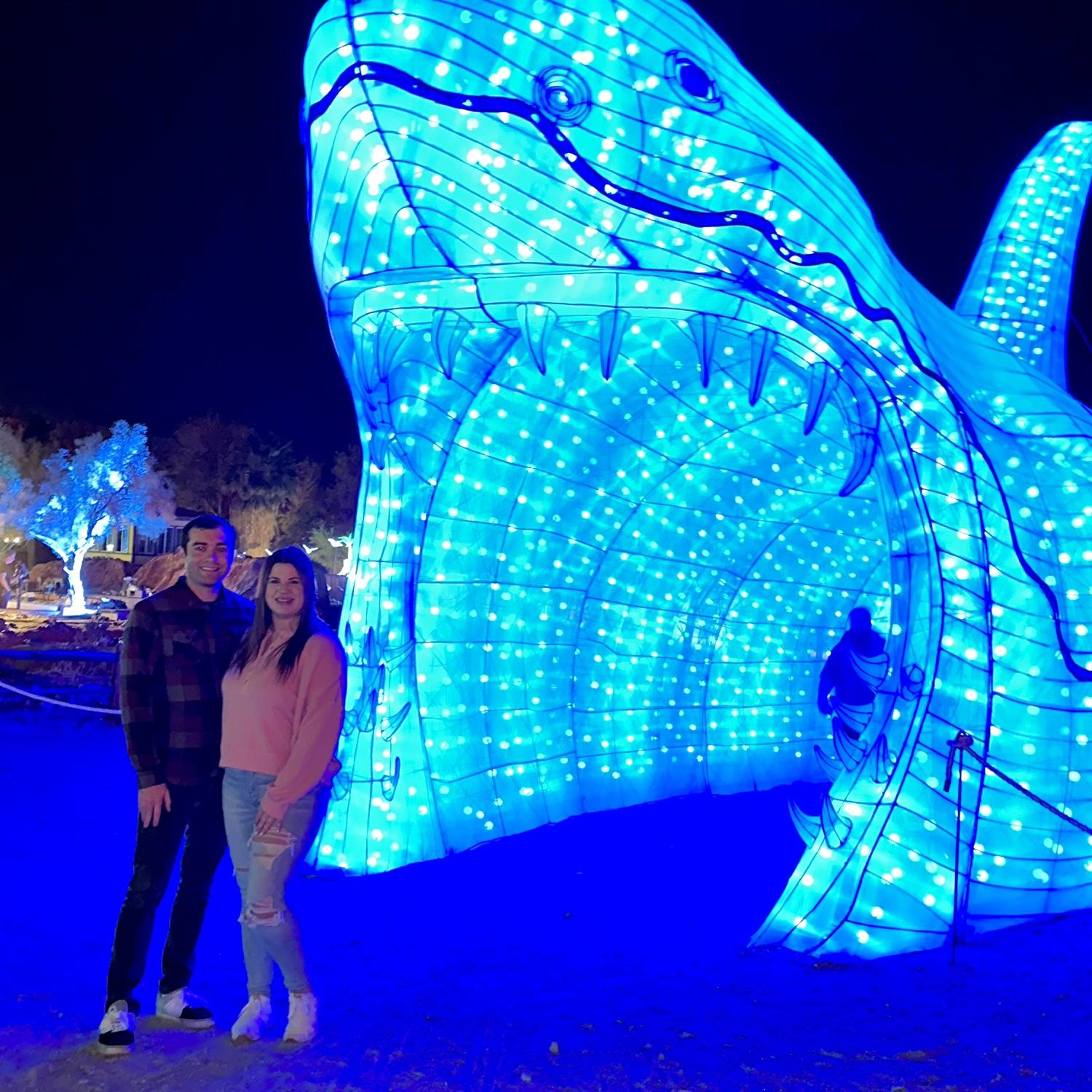 Festival of Lights! 🦈