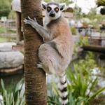 ZooTampa at Lowry Park