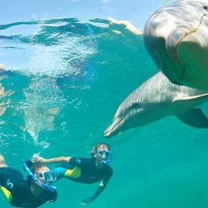 Our Animal Planet Moment: Swimming with Dolphins