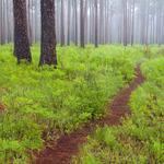 Green Swamp Preserve