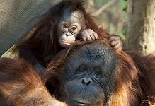 Houston Zoo
