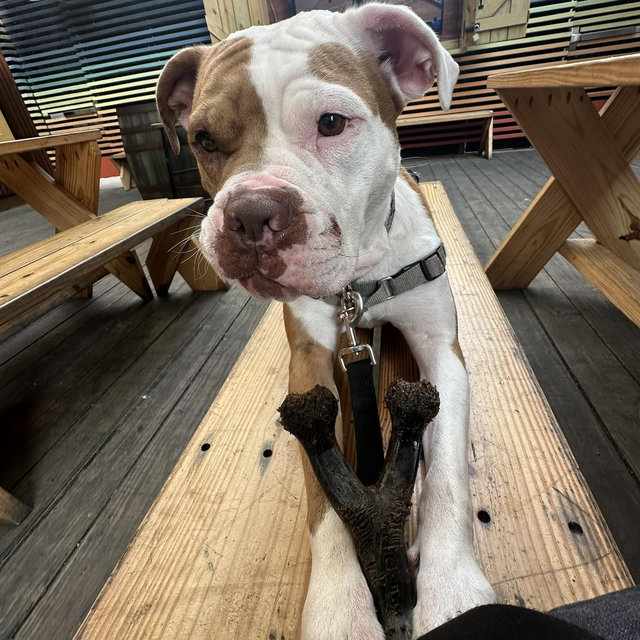 Our Pet Toy Fund
