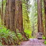 Jedediah Smith Redwoods State Park