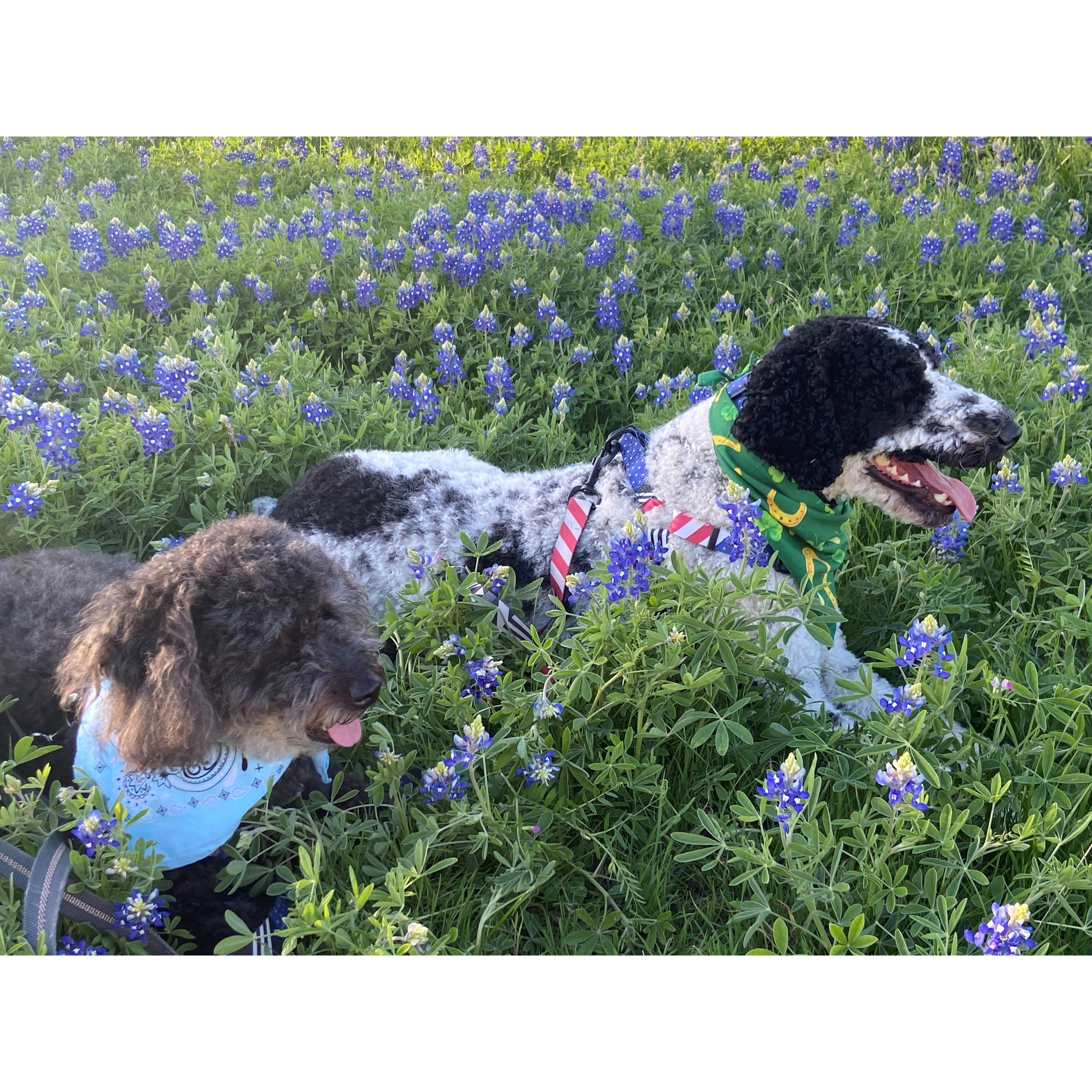 Derek and Anna's dogs :)