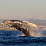 Capt. Dave's Dana Point Dolphin & Whale Watching Safari