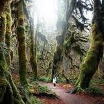 Olympic National Park