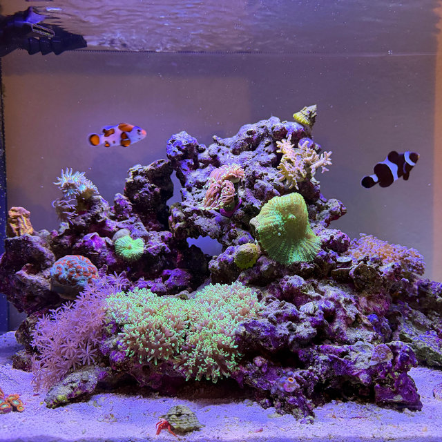 Fish Tank Fund