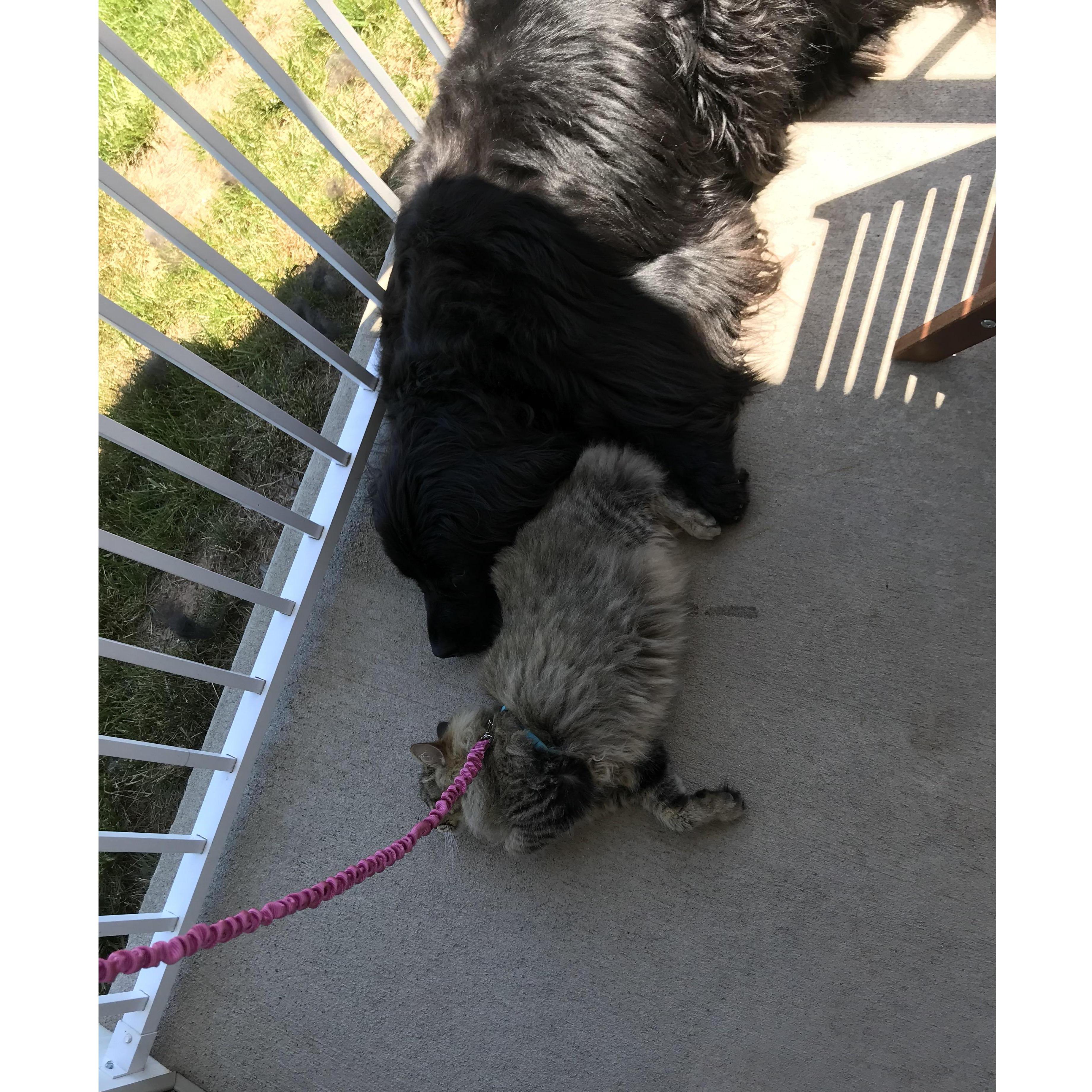 Roma is getting more used to Maya's snuggles while they are outside.