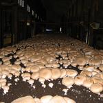 The Woodlands at Phillips Mushroom Farms