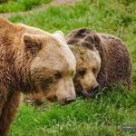 Libearty Bear Sanctuary Zarnesti