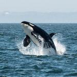 Maya's Legacy Whale Watching