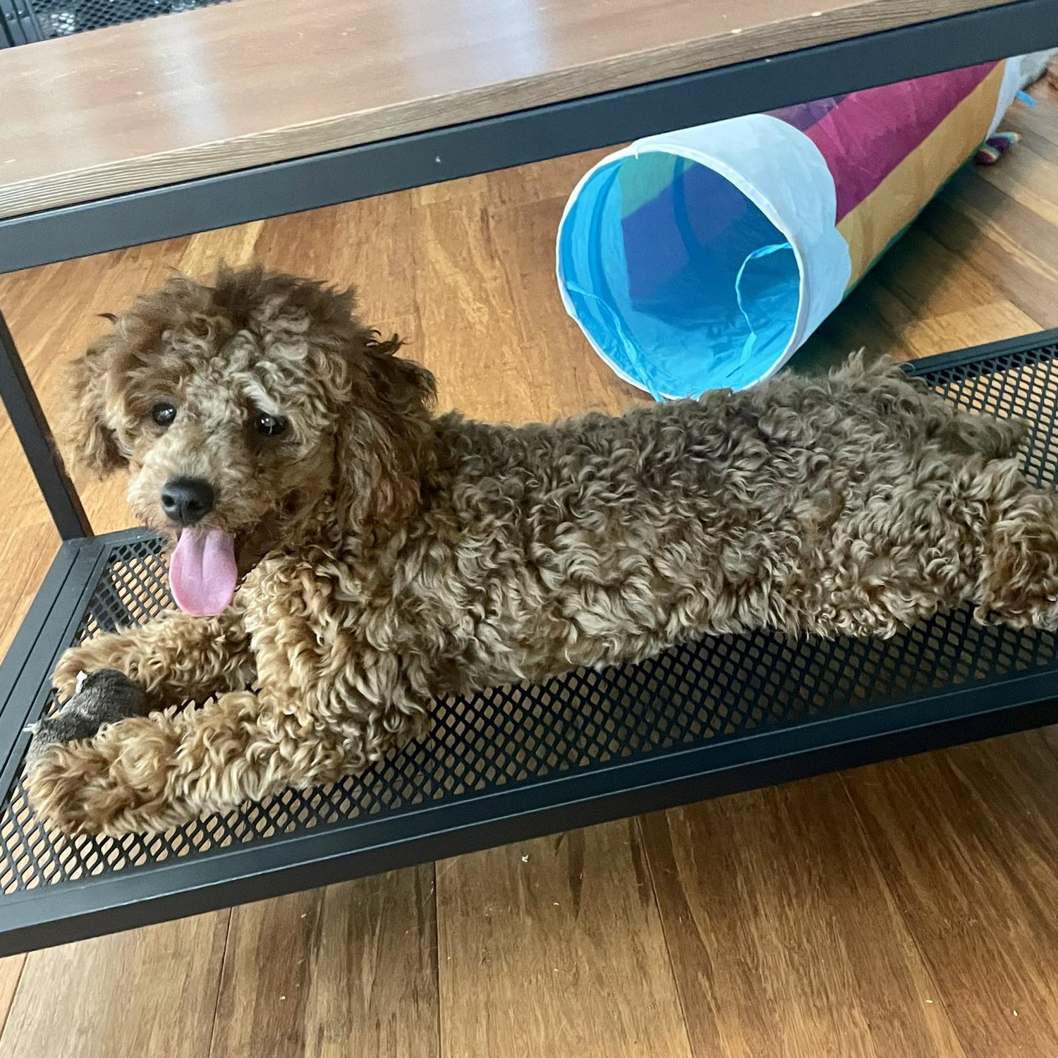 And filling it with another fur baby, Rusty πΎ