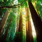 Henry Cowell Redwoods State Park