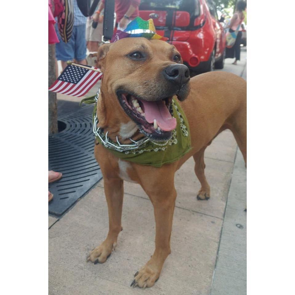 Leif loves a good Pride Parade!