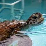 To Do: Loggerhead Marinelife Center