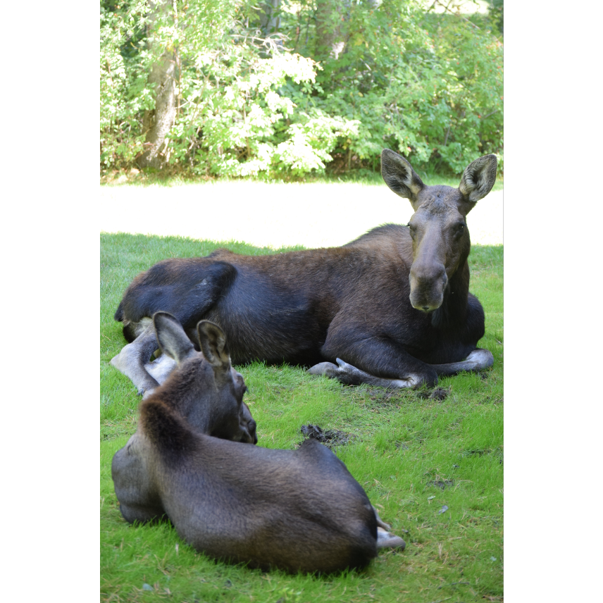 This Momma and baby moose were laying in the yard when we got BACK from hunting for moose in the morning (After leaving the house at 5am to find them)