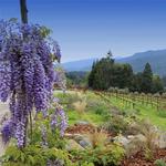Wisteria Farm and Vineyard