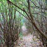 Panthertown Trail