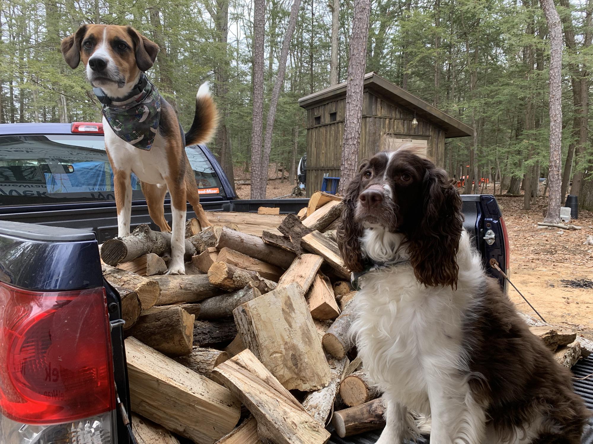 Wood restock with the dogs