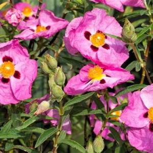 Rock Rose Plant