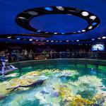 New England Aquarium