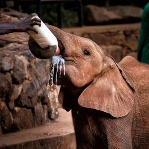 Sheldrick Elephant Orphanage