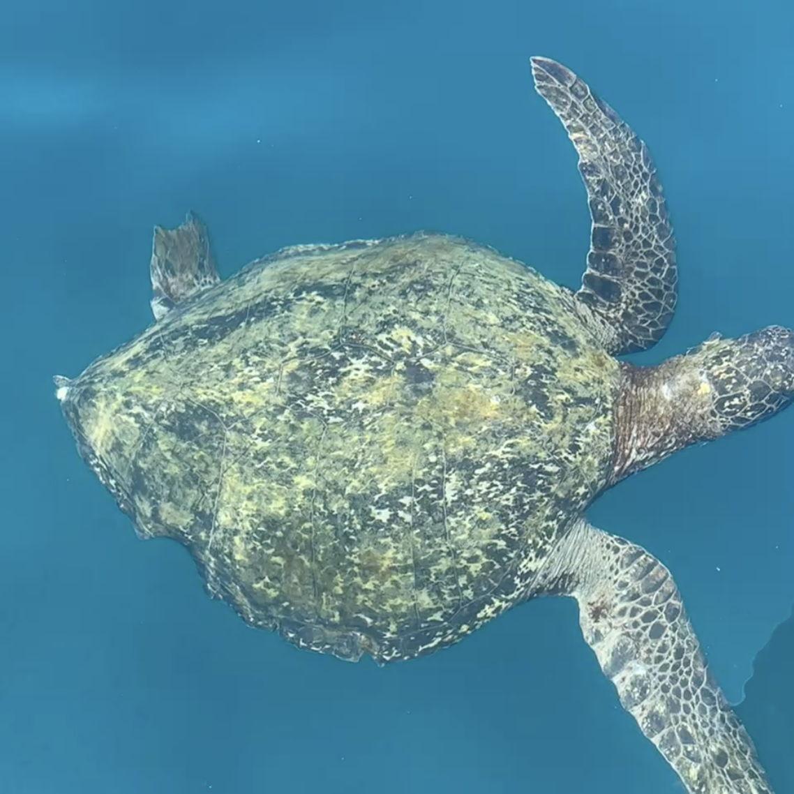 Galapagos - The Galápagos marine turtles gliding so peacefully through the water.